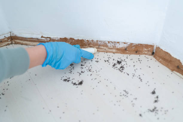 Best Affordable Pest Control Services  in Mason, TX